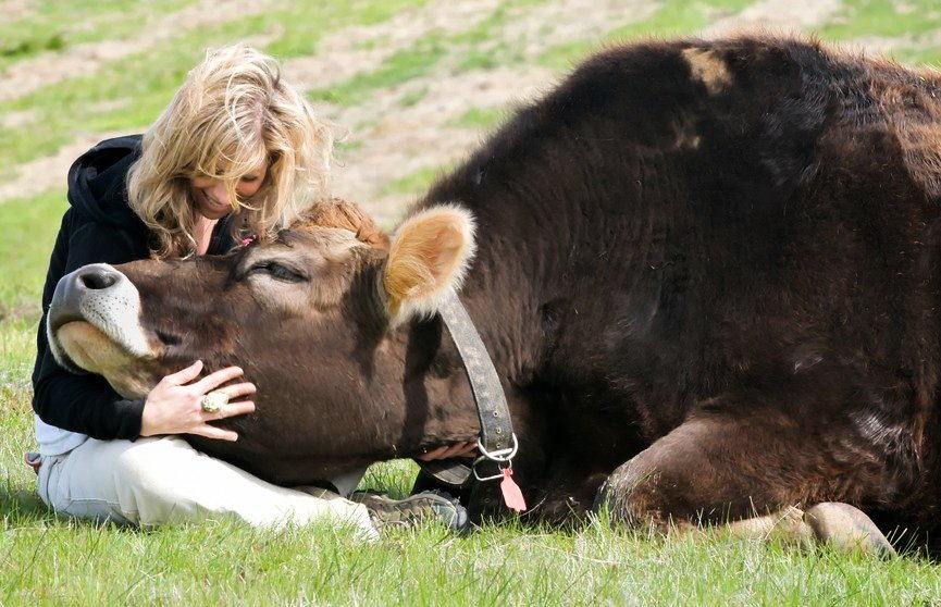 В Нидерландах со стрессом решили бороться с помощью коров