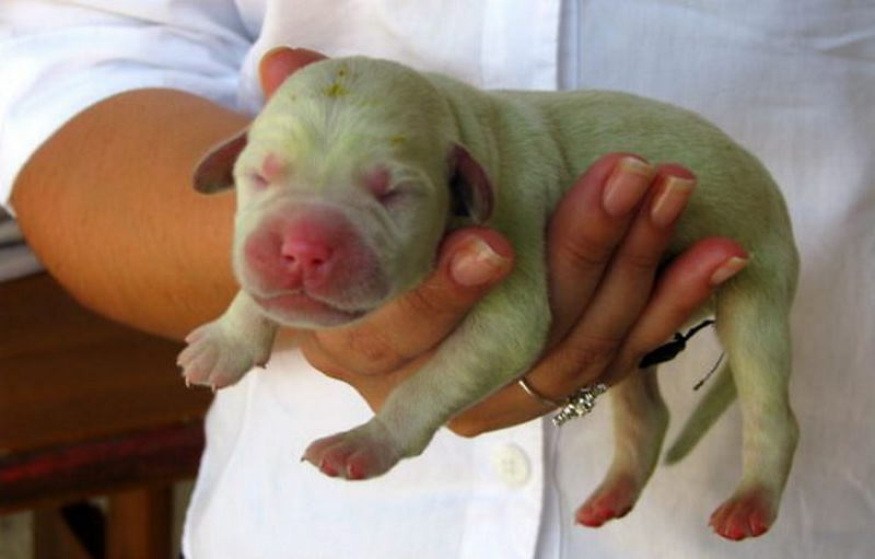 В Италии родился щенок необычного зелёного окраса