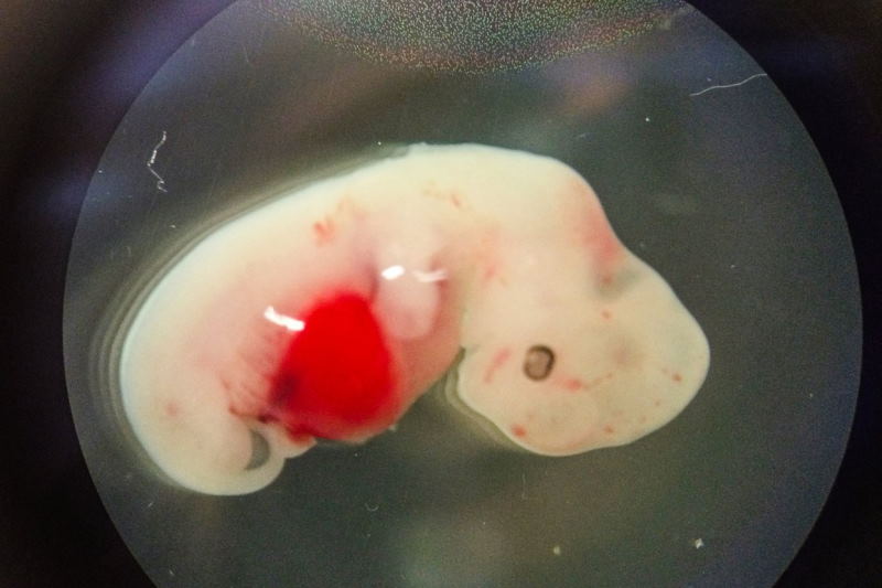 Химера обезьяны с человеком: учёным удалось создать гибридный эмбрион